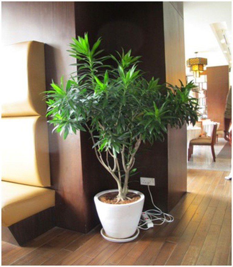 5 loại cây lọc bụi phù hợp đặt trong phòng khách